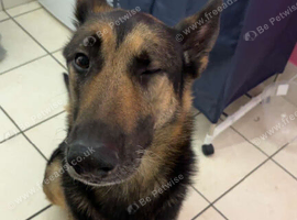 Beautiful German Shepherd
