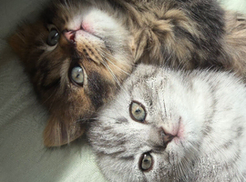 Scottish straight and Scottish fold kittens