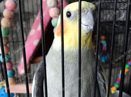 Male cockatiel