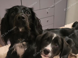 Sprolliedor puppies