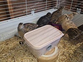 Cotunix Quail for sale