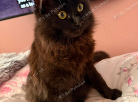 Maine coon/ ragdoll