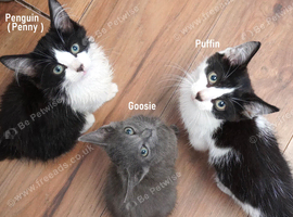 Kittens looking for new forever homes ( nr Canterbury/Dover )