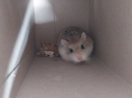 Roborovski hamster.