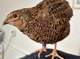 Rosetta Male Coturnix / Japanese Quail