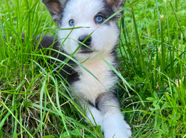 Pomsky puppy&rsquo;s