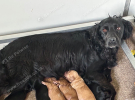 Gamekeeper Bred Working Cocker Spaniels