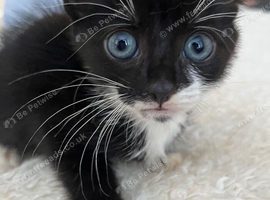 2 make kittens &pound;100 each ono