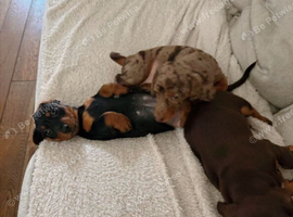KC Registered Miniature Dachshund Puppies