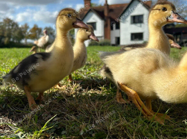 Muscovy ducklings