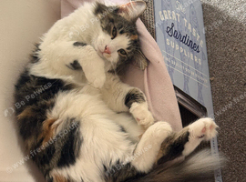 Lovely Long Hair Cat