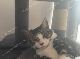 Cat for sale