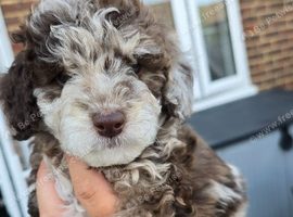 Beautiful F1BB rare curly cockapoo's