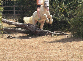 16h Irish draught x cob gelding