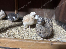 Pol coturnix quail