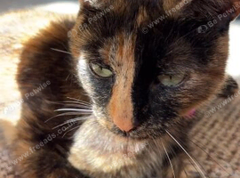 Female cat