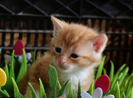 Kittens for sale