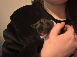 Looking for new home
