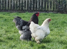 Mixed Colour Stunning Giant Purebred Brahma Hatching eggs