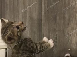 Beautiful Male Kitten