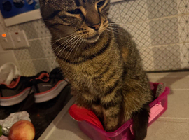 Beautiful cat