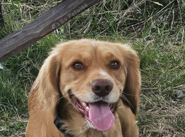 working cocker spaniel