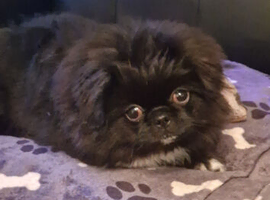 Little black boy