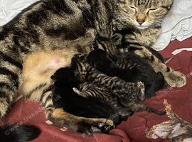 STUNNING BRITISH SHORTHAIR X DOMESTIC SHORTHAIR KITTENS