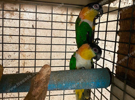 Proven pair of caiques