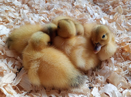 Silver Bantam Duck Hatching Eggs