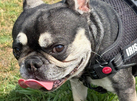 5 year old male frenchie