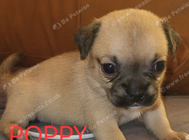 Gorgeous Jug Puppies