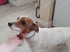 Jack russell puppies