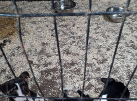 1 bitch 2 dogs