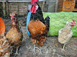 Cockerel