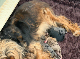 Merle Cockapoo puppies for sale