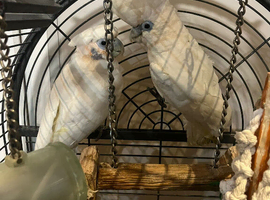 Stunning bonded pair Ducorps Cockatoo Parrot