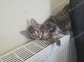 Beautiful Half begal kitten