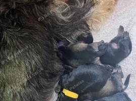 F1 Toy Schnoodles