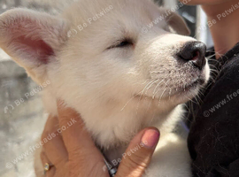 Male Siberian Husky - 1 Beautiful Husky puppies ready to loving home