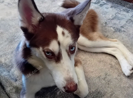 7 months old sky