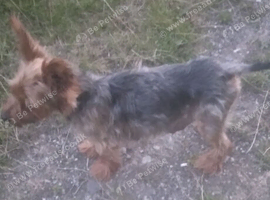 Yorkshire terrier puppies