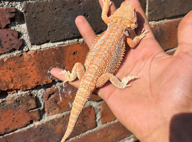 Baby hypo bearded dragons