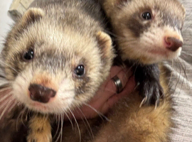 Two boys ferrets