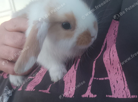 Mini lop baby