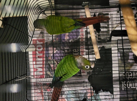 2 young conures