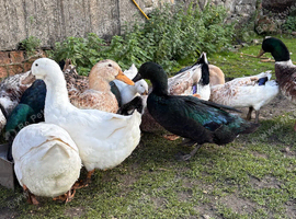 Various ducks