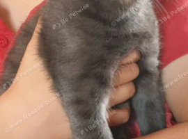 Russian blue kittens