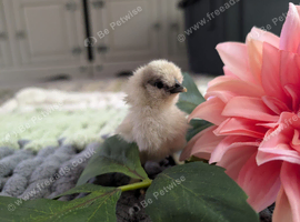 3 BEAUTIFUL BLUE SILKIE CHICKS &ndash; CHAMPION BLOODLINE