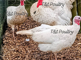 Harvey Speckled Turkey Trio